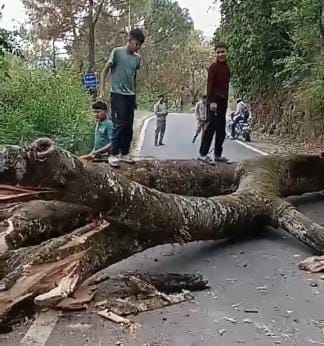 Tree fell on Thal-Didihat road, traffic halted