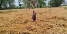 Sweat on the forehead...farmers' hard work goes waste