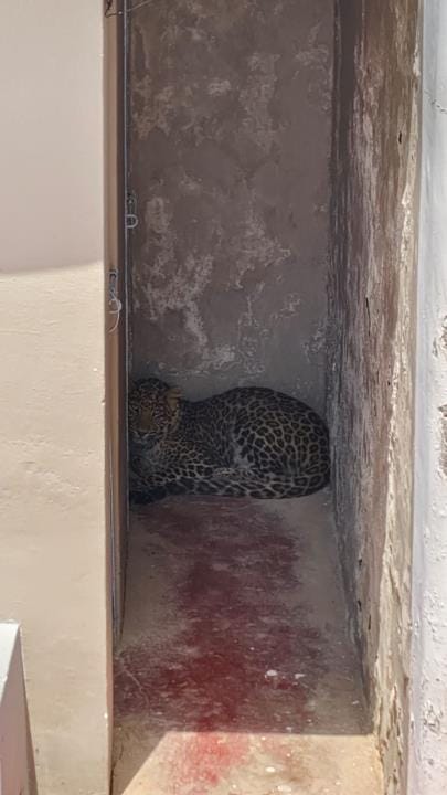 When a leopard roared in the middle of the market, people were left breathless