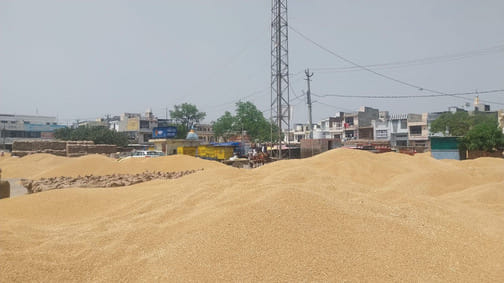 Hafed bought 62418 quintals of wheat