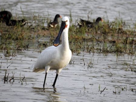 Foreign guest species still exist in Kalvan wetland