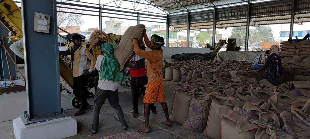 Wheat arrivals increased in the markets, drying space is less