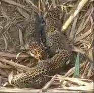 Four leopard cubs found in sugarcane field