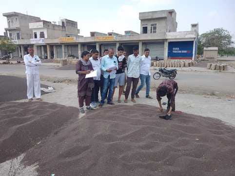Arrival of 10170 quintals of mustard in Nangal Chaudhary Mandi.