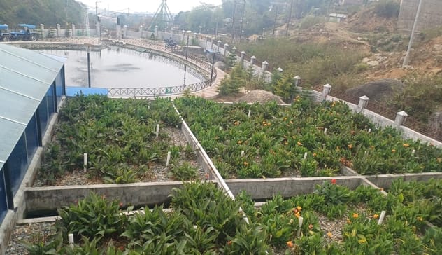 'Kana Indica' will clean the dirty water accumulated in the villages