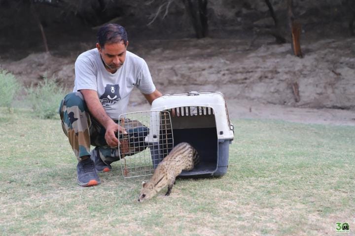 Two civets rescued after falling into a 30 feet deep borewell