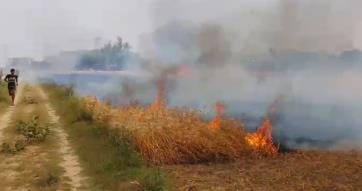 6 bigha wheat crop burnt to ashes due to fire