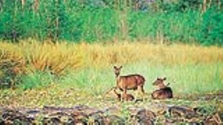 Nandhaur Sanctuary will be seen in new color on lines of Jim Corbett book safari and resort through app
