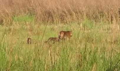 PTR is becoming popular, tiger population is expected to increase