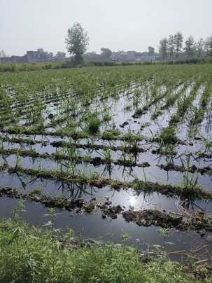 Farmers' crops submerged due to overflowing canal