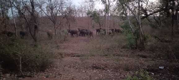 Wheat crop of Chandola village damaged due to elephant menace, wild elephants seen on Shahdol_Rewa road