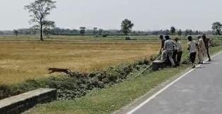 The leopard escaped from the trap of the forest workers and entered the sugarcane field