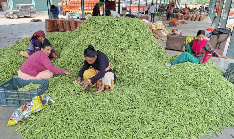 The price of green peas fell by up to Rs 20 in the market