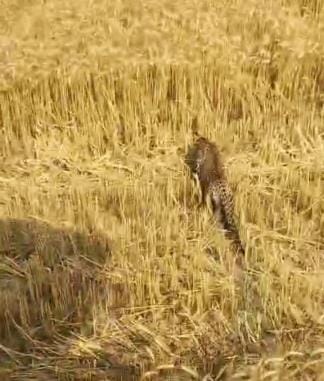 Two leopards appeared in the field while harvesting wheat, causing stampede