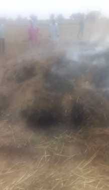 One acre wheat crop burnt to ashes in Bapadoli