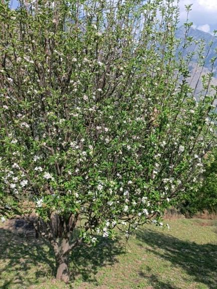 Seeing apple flowers brings smiles on the faces of gardeners