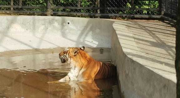 Nainital ZOO Diet of wild animals changes as soon as summer started, green nets to protect from sunlight