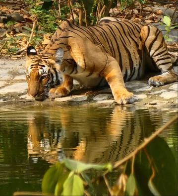 Water pools in forests become Amritkund for wildlife