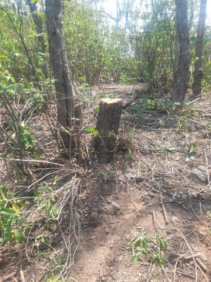 Eight Khair wood trees stolen