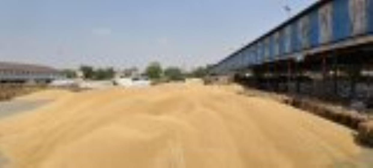 1.26 lakh MT wheat lying in 23 mandis, lifting work going on at a slow pace