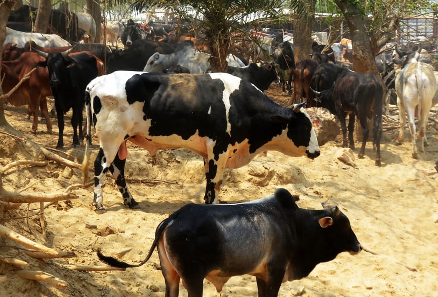 Gaushalas and Nandishalas are running without tenders, animals are not getting green fodder