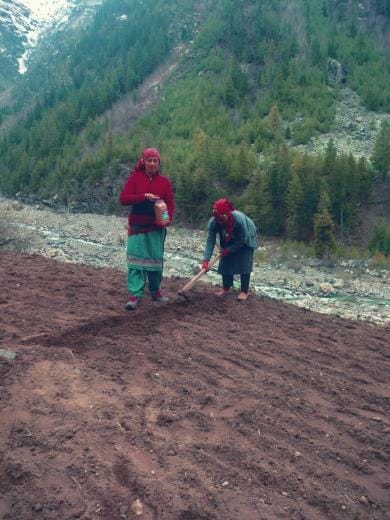 Farmers are busy sowing peas in the high altitude areas of Pangi