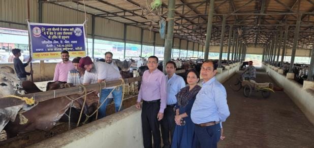 29 teams are vaccinating animals to protect them from foot and mouth disease