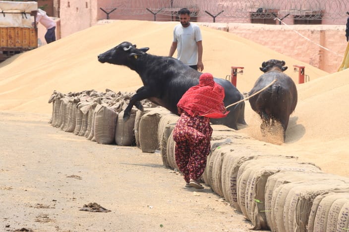 In Sanghi grain market, the hard work of the farmers is being mixed with the soil without any cleanliness