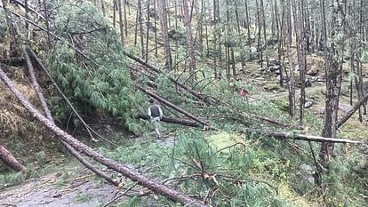 Tehri: A tree broke due to storm, a student returning from school died after being crushed under it