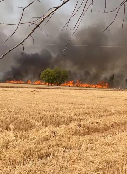 29 acres of wheat crop burnt due to fire in Fatehabad and Saman