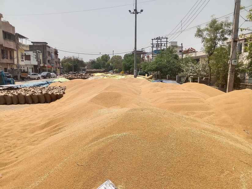 6.74 lakh quintals of wheat was not lifted in the grain markets of the district
