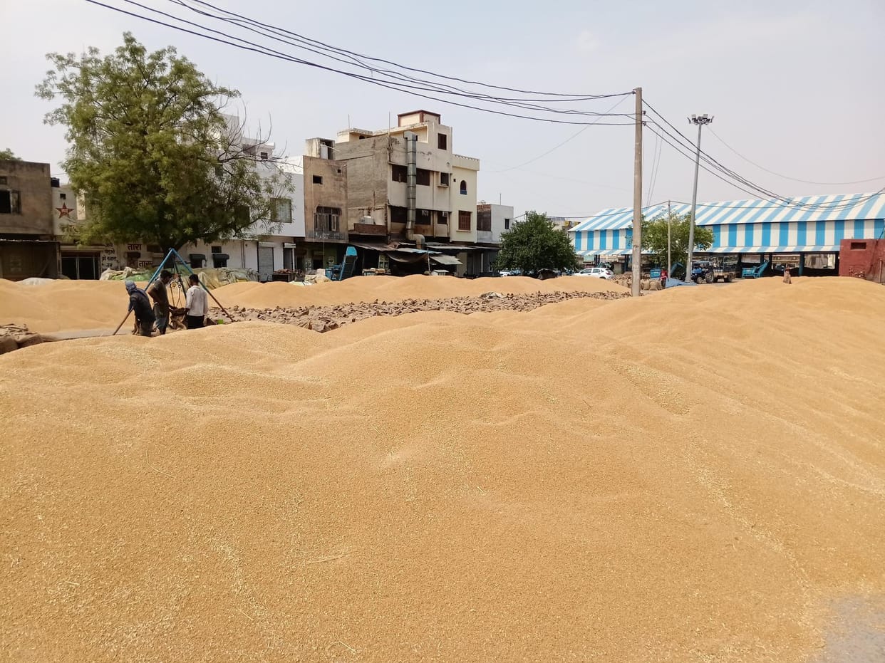 Now the district food supply department will purchase wheat two days a week