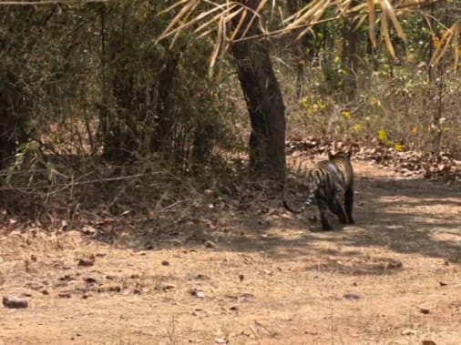इंक्लोजर में स्थानांतरित बाघिन।