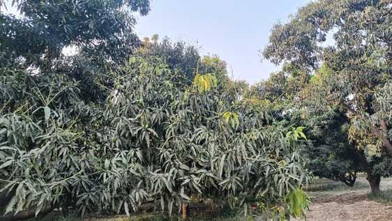 Diseases have damaged mango crop, impact on production