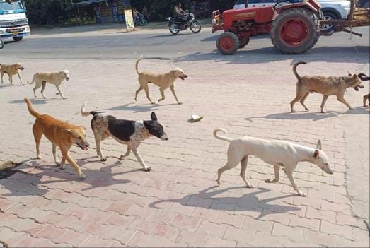 A pack of dogs dragged a child for 50 meters