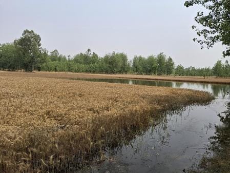 The track of the canal was broken due to soil erosion, crops were submerged