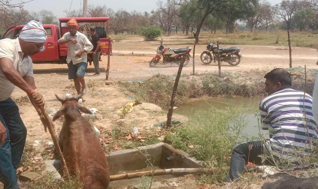 Bull fell into tank, pulled out safely