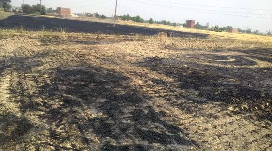 31 bigha wheat crop turned to ashes
