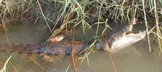 Crocodile seen in Vijaygarh