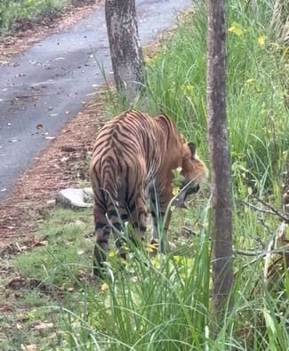Video of tiger getting uncomfortable after eating python goes viral