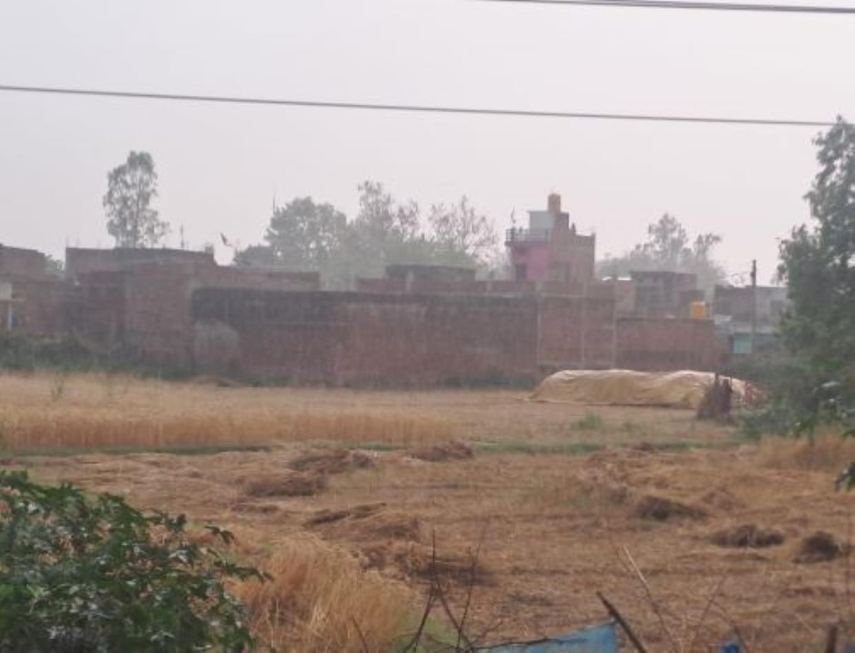 Badra rained as a disaster for the farmers