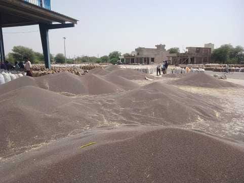 Increase in arrivals, piles of mustard piled up in the grain market