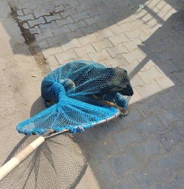 The agency will resume the dog catching operation from Monday, doctors met DMC
