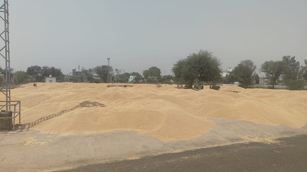 The wheat procurement process in Dharasul is slow due to which the centre is clogged