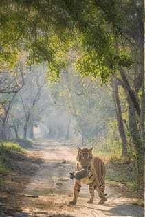 How did the bag reach the tiger's mouth in PTR, responsibility will be decided