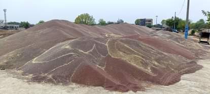 शहर की चारा मंडी में लगे सरसों के ढेर। 