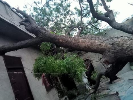 A tree fell on the wall of a house due to a strong storm, the family narrowly escaped
