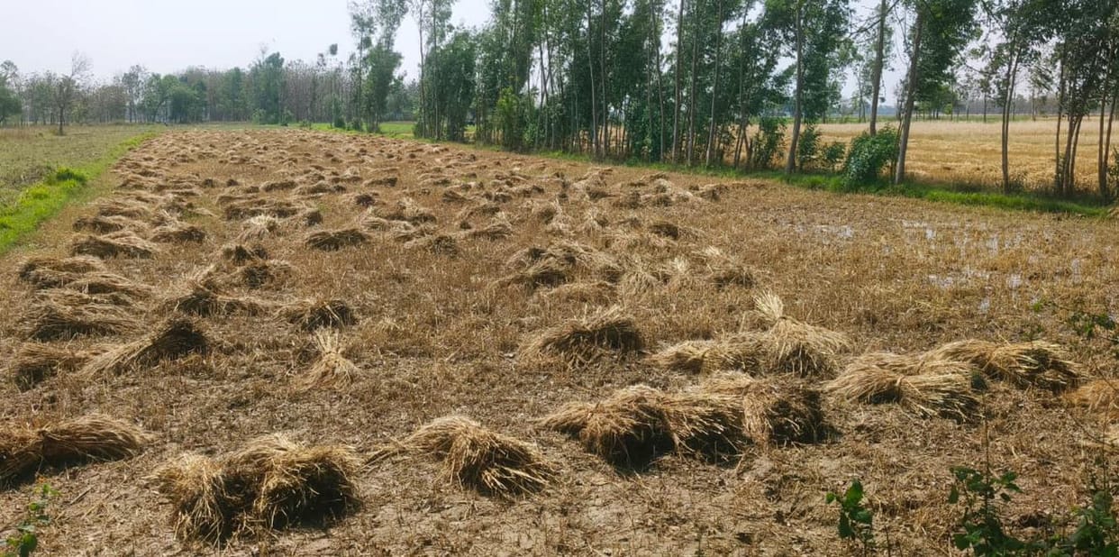 Heavy rain accompanied by strong winds damages wheat crop