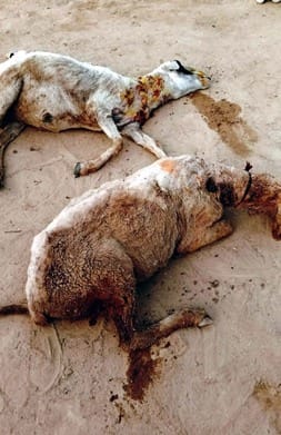Wild animal attacks sheep tied in cattle shed