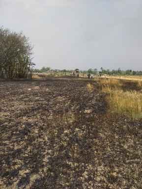 Wheat crop in 40 Kanal area destroyed by fire in Mand-Ghandran